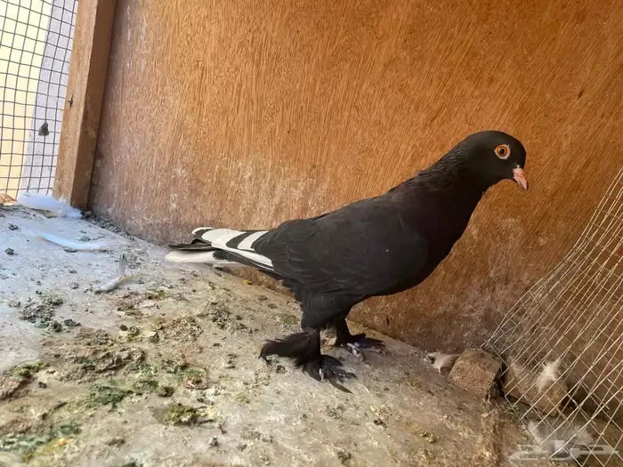 ذكر صنعاني 1