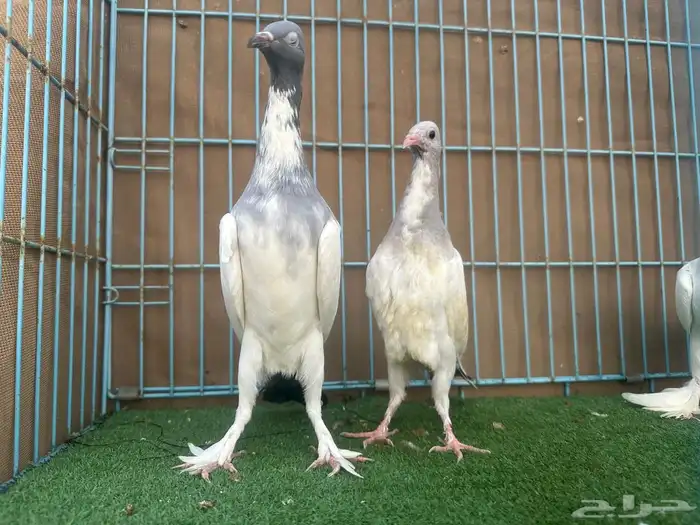 زوج سمبوسه ب انتاجه 4