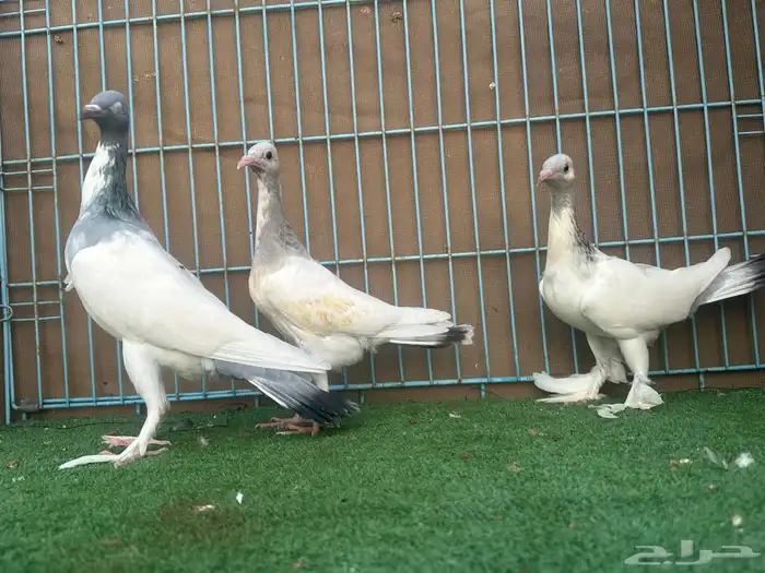 زوج سمبوسه ب انتاجه 5