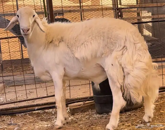 فحل حري صنف الصنف ثني 9