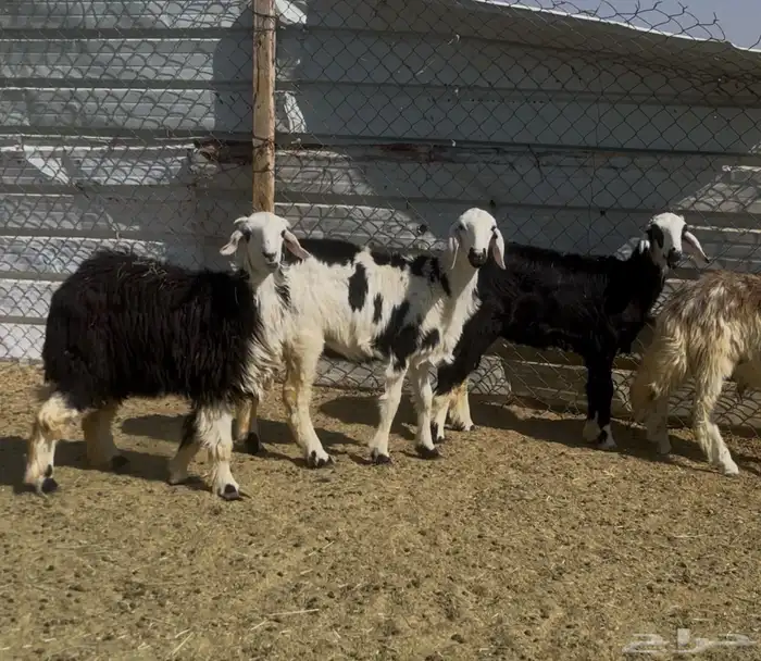 بهم ربط نجد 2