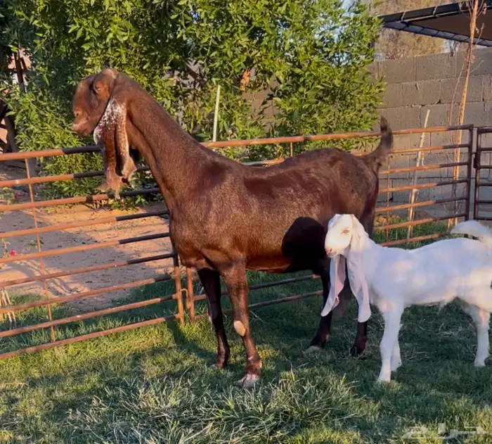 عنز حمرا جرم وجباره متبع 0