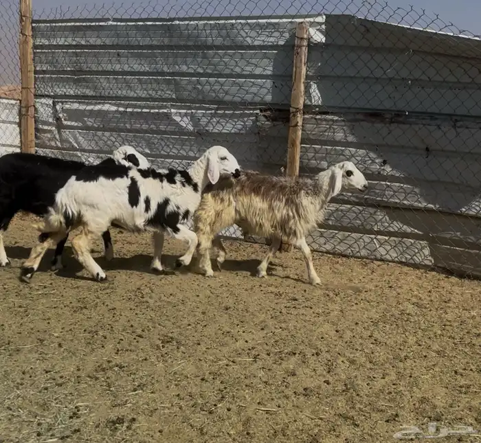 بهم ربط نجد 1