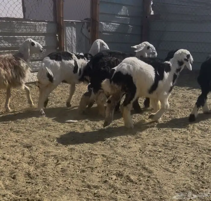 بهم ربط نجد 0