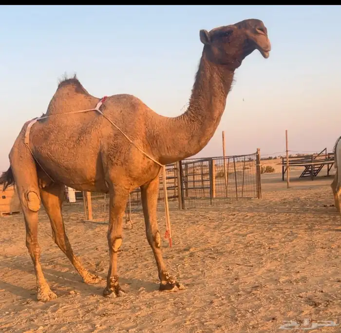 عشرا مزاين ضريبه على جميع الشروط 3