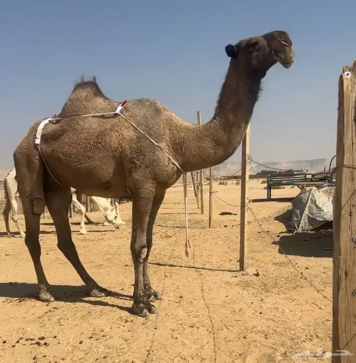 عشرا مزاين ضريبه على جميع الشروط 4