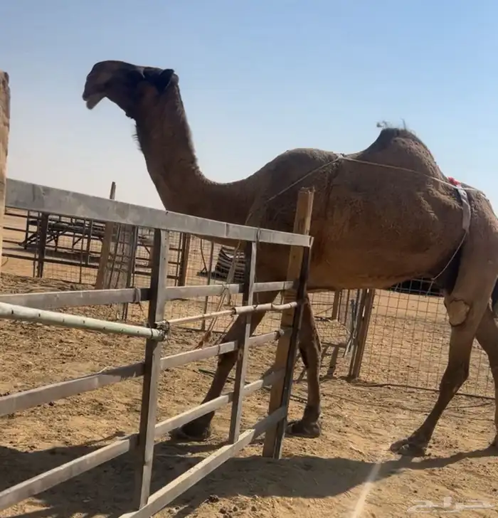 عشرا مزاين ضريبه على جميع الشروط 5