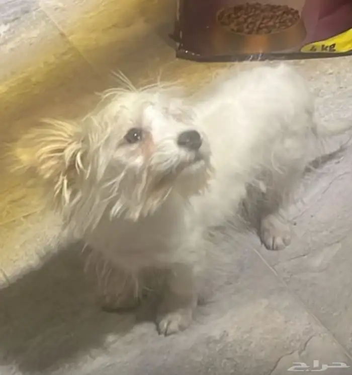 كلب مالتيز دلع منزلي 1