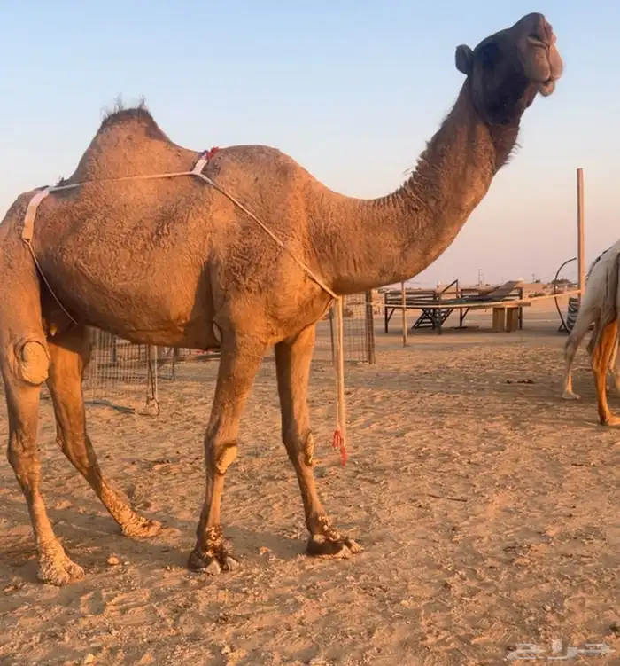 عشرا مزاين ضريبه على جميع الشروط 0