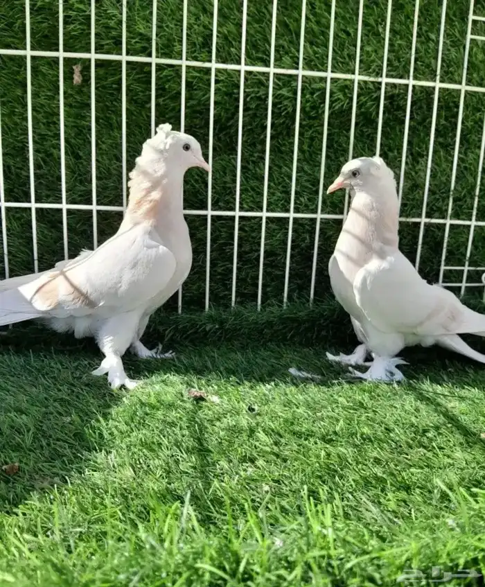 مطلوب حمام نوع تركي وباكستاني في الوجه البيع جمله 2