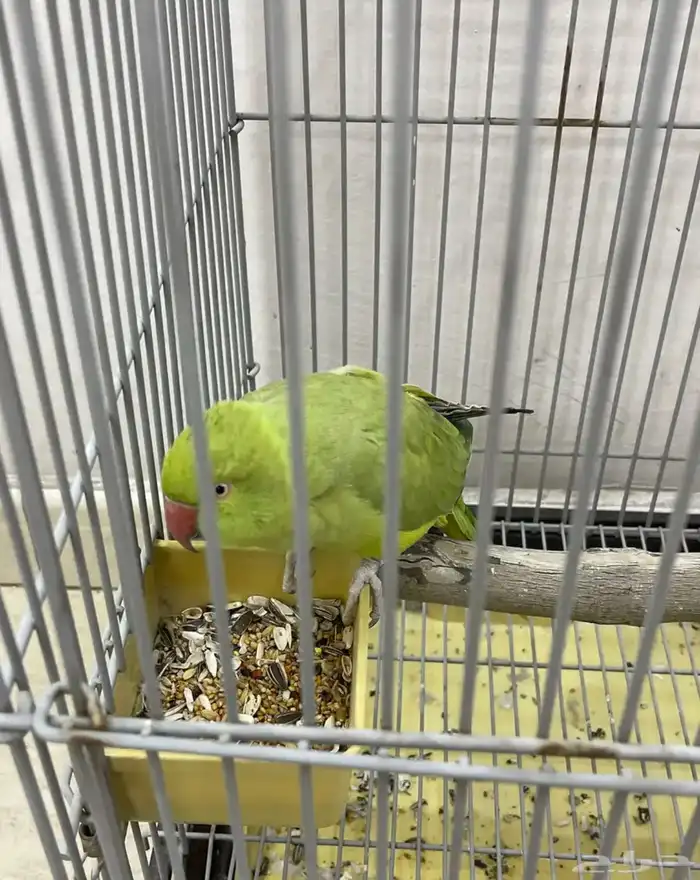 ببغاء ينطق بعض الكلمات 2