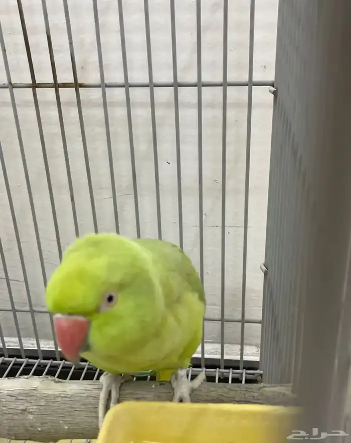 ببغاء ينطق بعض الكلمات 1