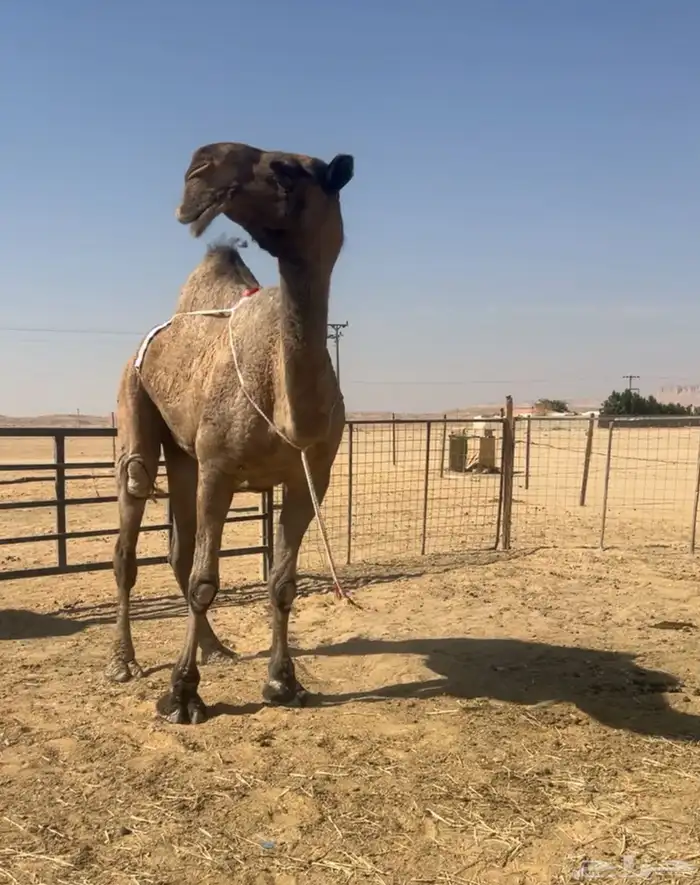 عشرا مزاين ضريبه على جميع الشروط 1