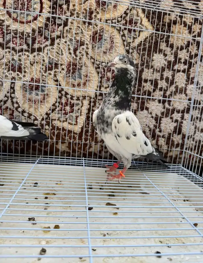 مطلوب حمام نوع تركي وباكستاني في الوجه البيع جمله 1