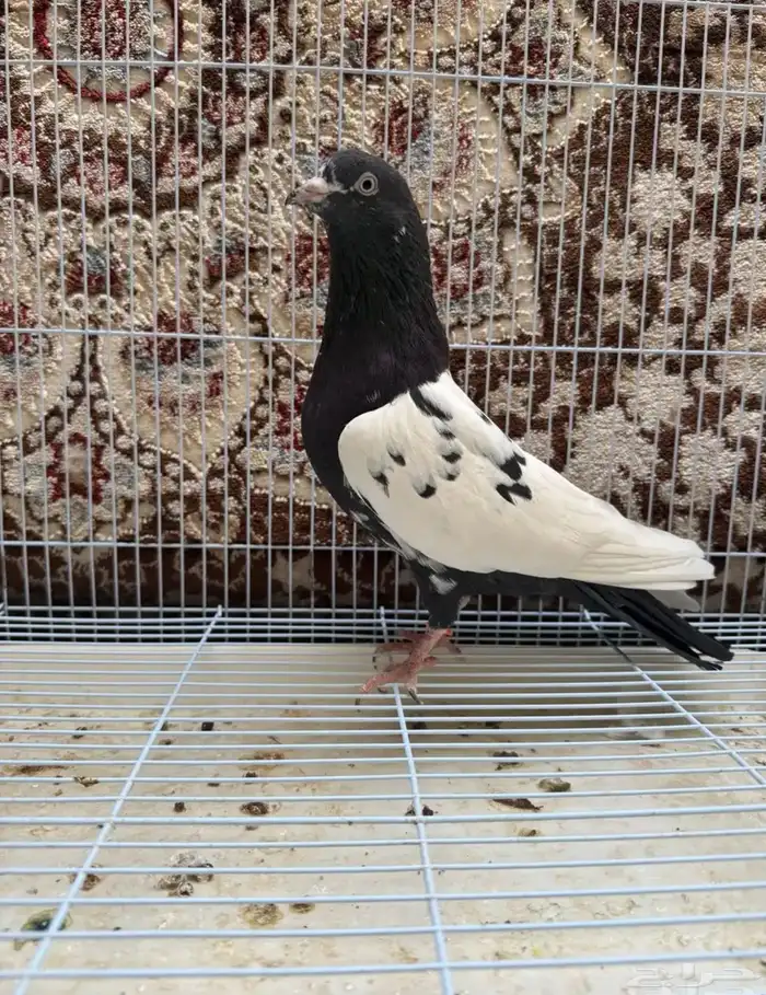 مطلوب حمام نوع تركي وباكستاني في الوجه البيع جمله 0