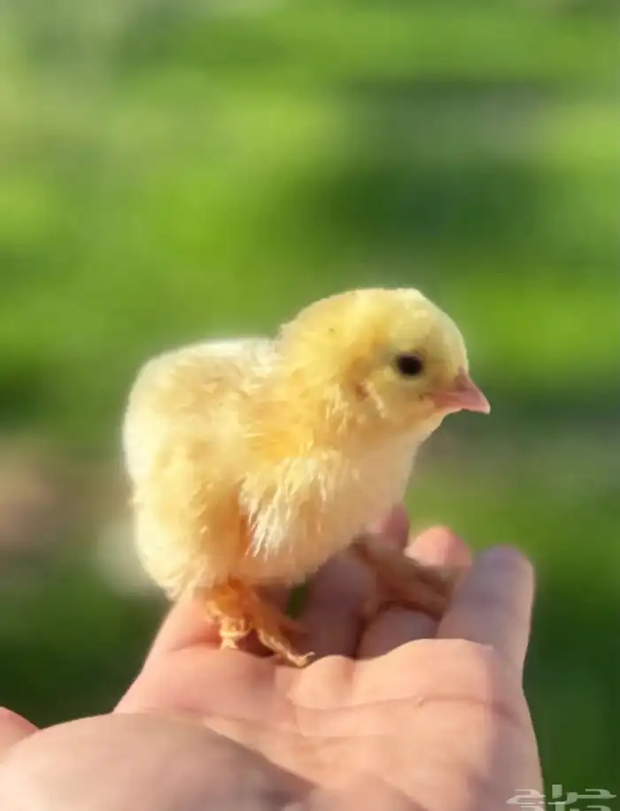 براهما - صيصان ابيض صك - اطباق بيض 2