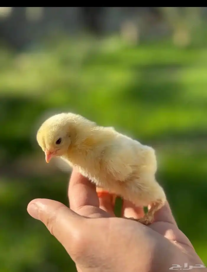 براهما - صيصان ابيض صك - اطباق بيض 1