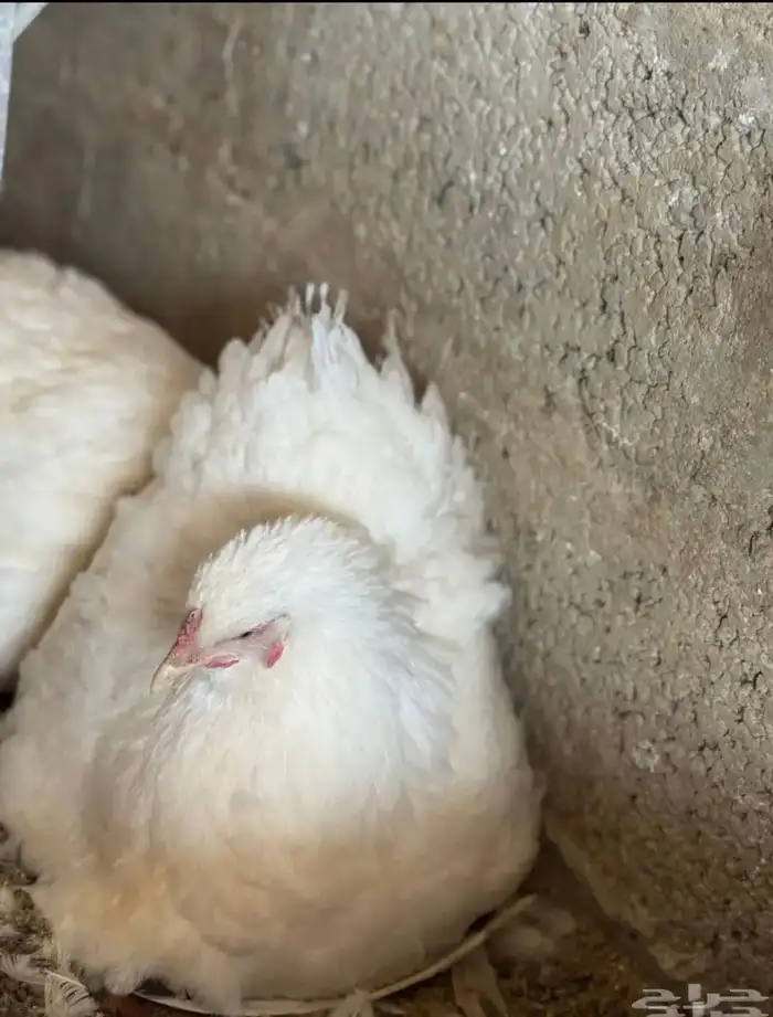 براهما - صيصان ابيض صك - اطباق بيض 5