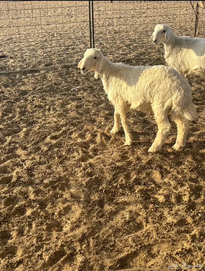 للبيع طليان 0