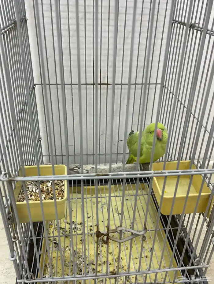 ببغاء ينطق بعض الكلمات 0