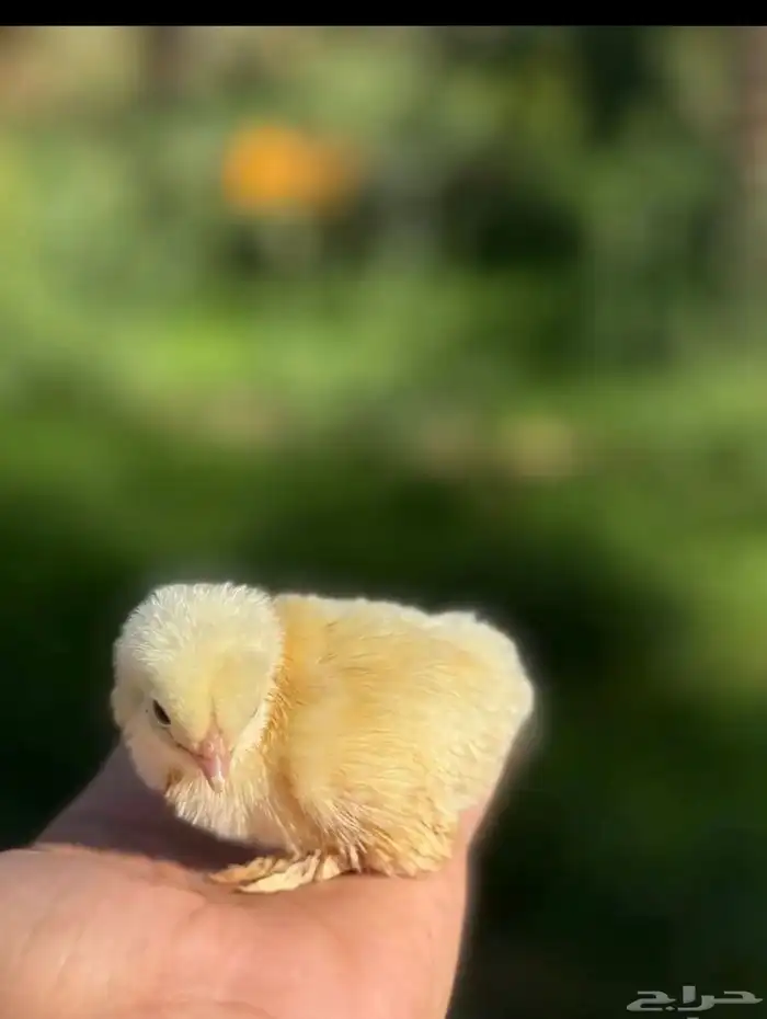 براهما - صيصان ابيض صك - اطباق بيض 3