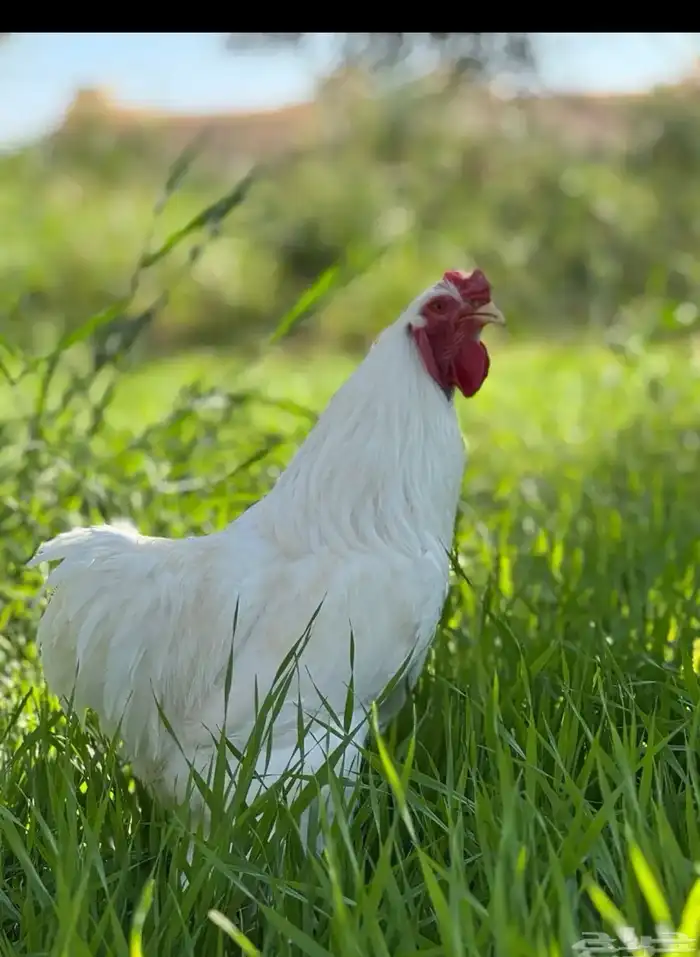 براهما - صيصان ابيض صك - اطباق بيض 0