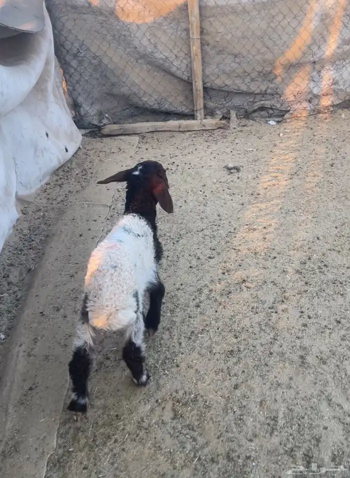 دواغير للبيع 0