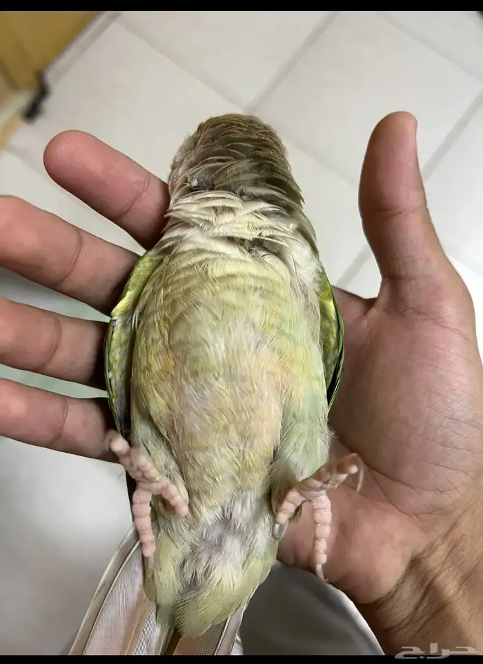 جوز كنيور تركيب جديد 3