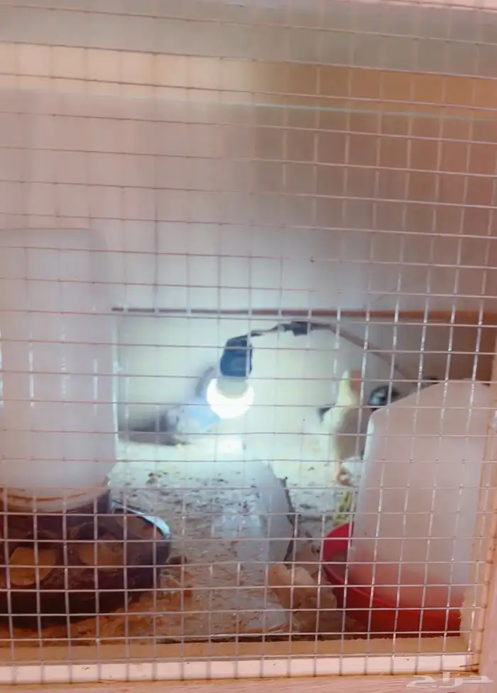 صيصان بلدي مشكله 2