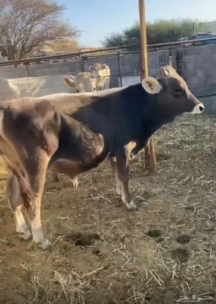 صور عجل للبيع 2