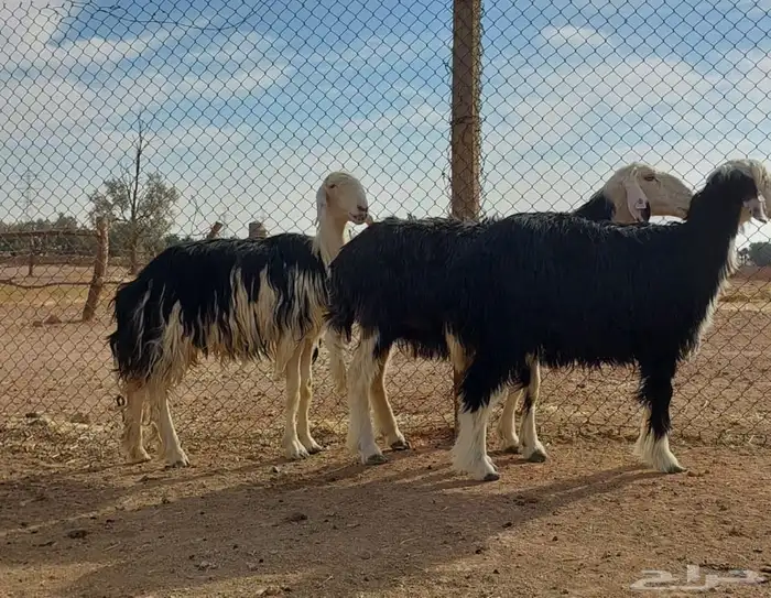 مضاريع ثنيه ورباع وسدس 1