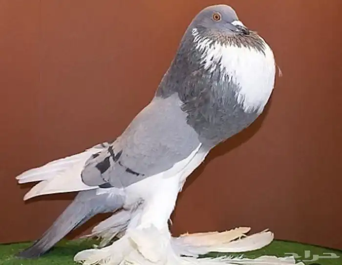 مطلوب حمام زينه يكون فروخ 0