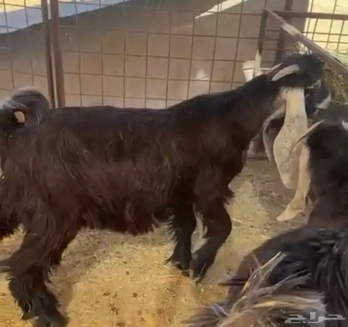 تيوس للبيع 3