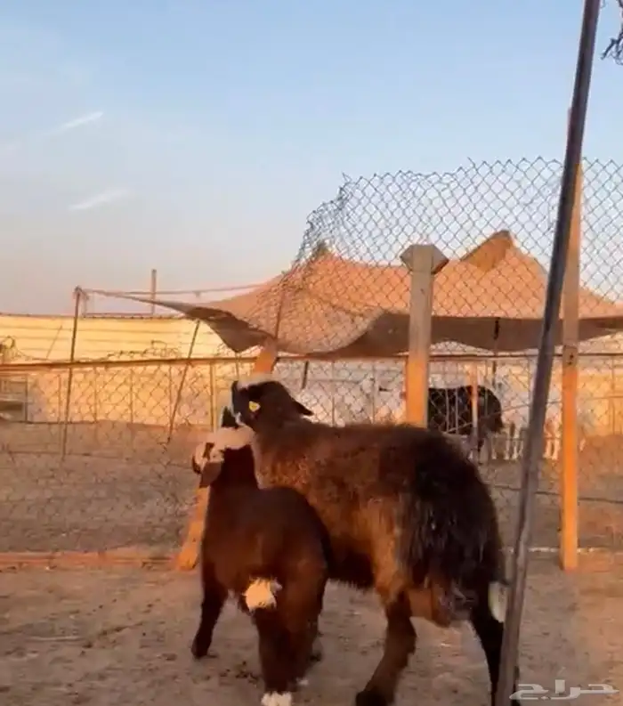 شاه مهجنه جرم طيب خلفه 0