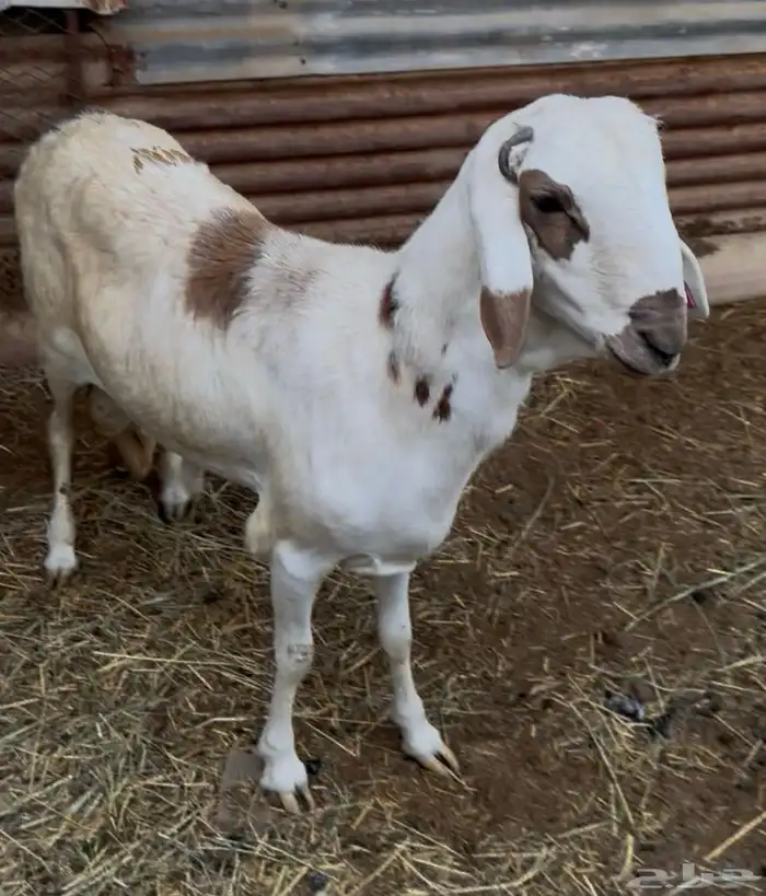 ذبايح سواكني 0