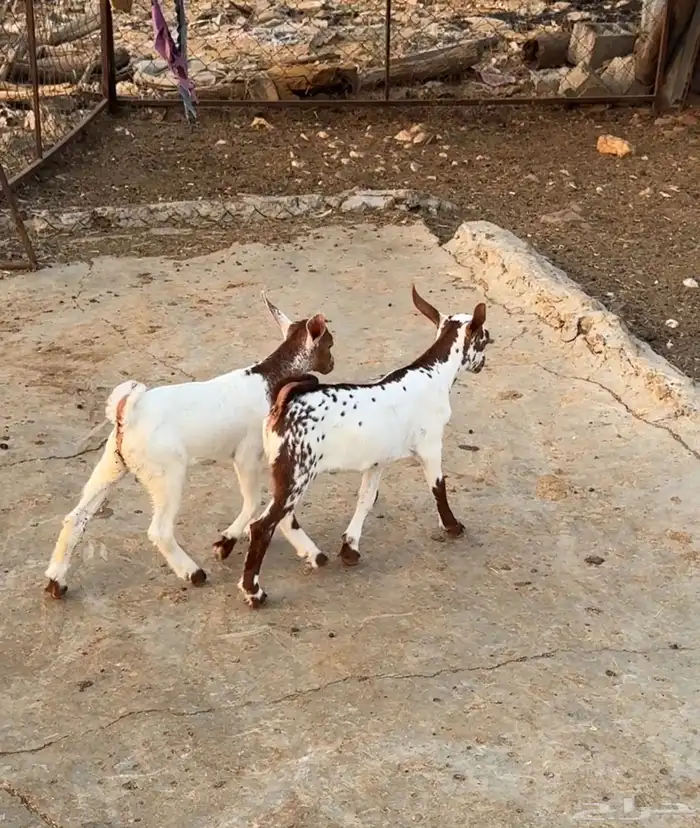 تيوس للبيع 3