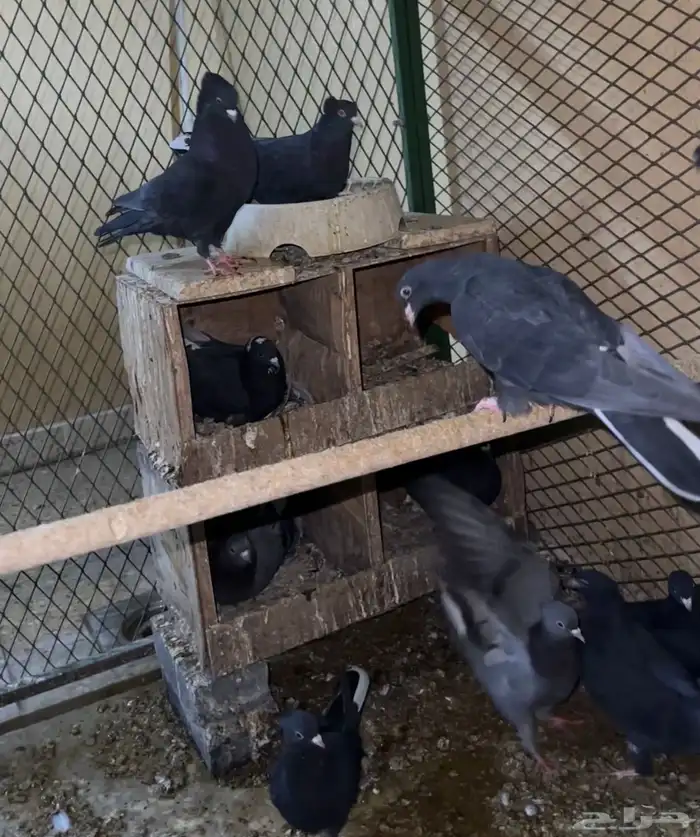 قطايف سود ول امهات زرق 0