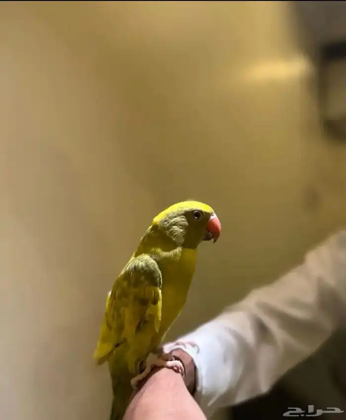 دره هولندي لون مميز ونادر 1