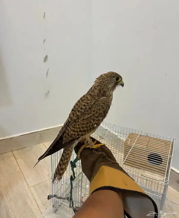 مطلوب 3. بواشق قرانيس السعر ما يتجاوز 50 ريال للطير 0