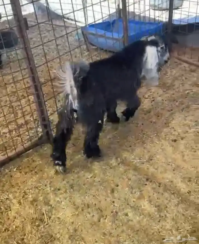 تيوس للبيع 2