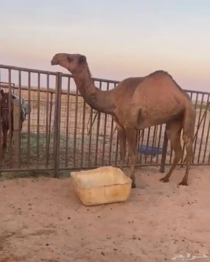 بكره داخله لقيه 0