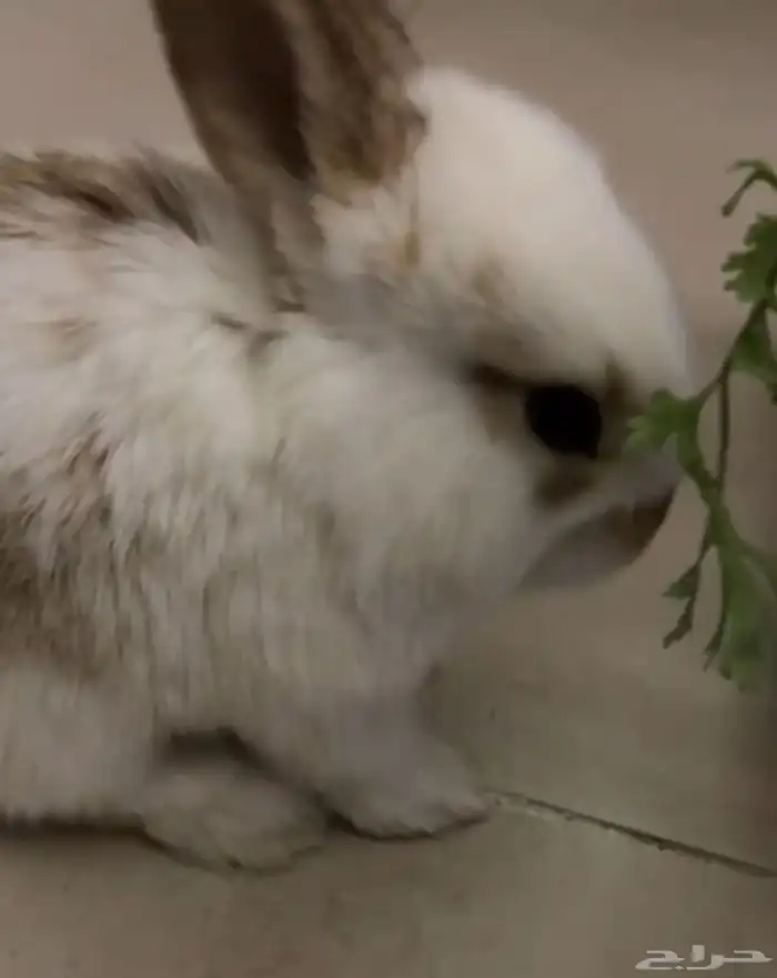 ارنب فرنسي قزم 2