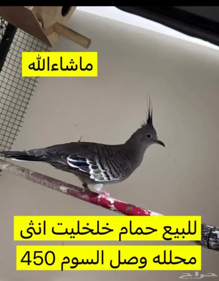 حمام خلخليت انثا 0