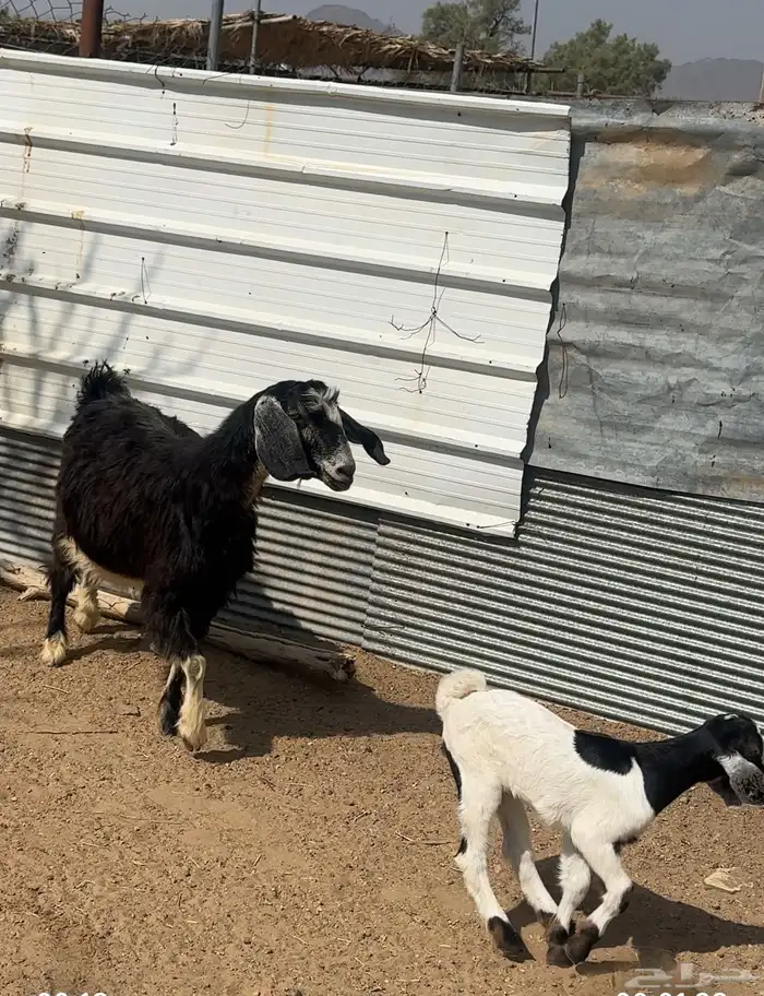 عنز بلدية متبع عليها تيس 0