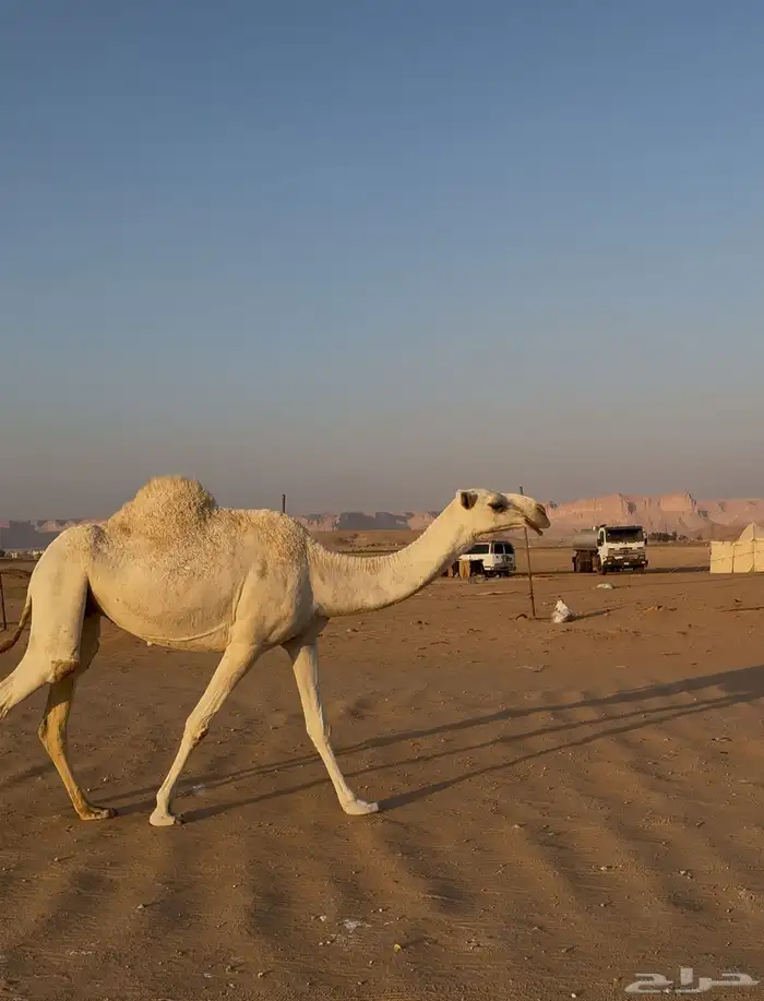 ضروب للبيع 0