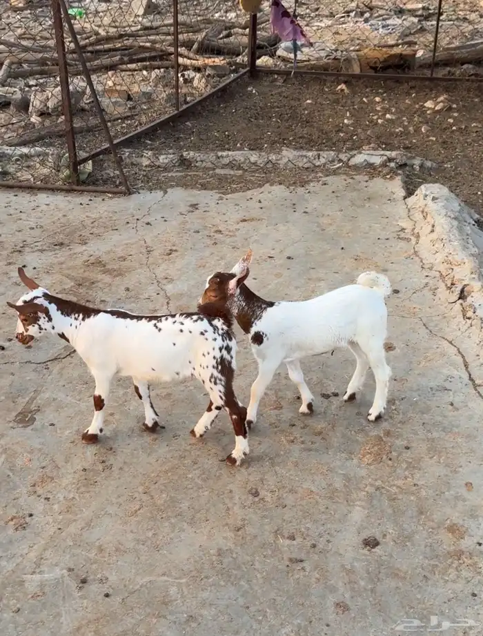 تيوس للبيع 0