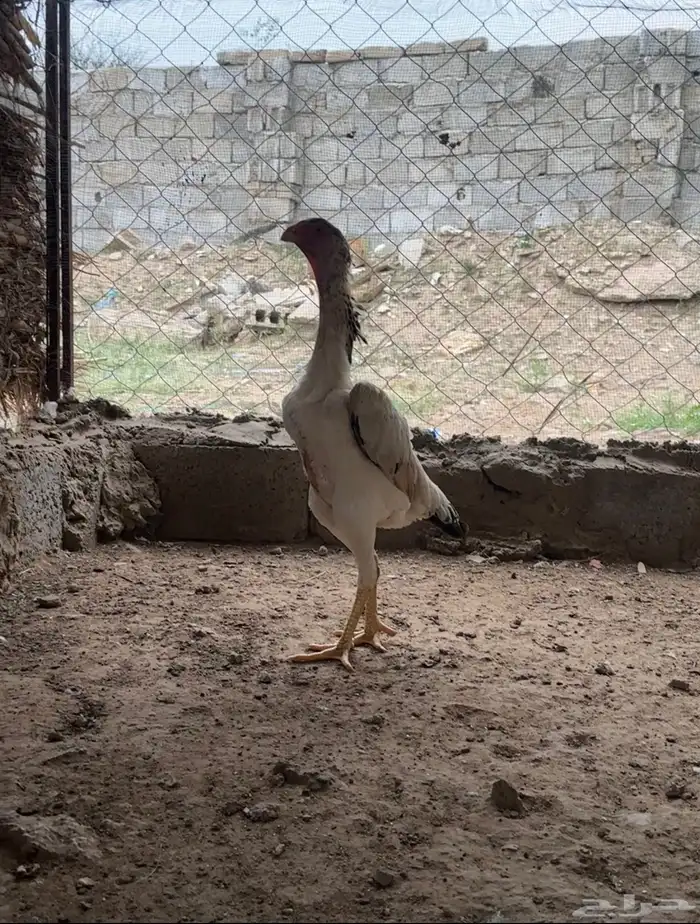 شامو ياباني تممم البييع 0