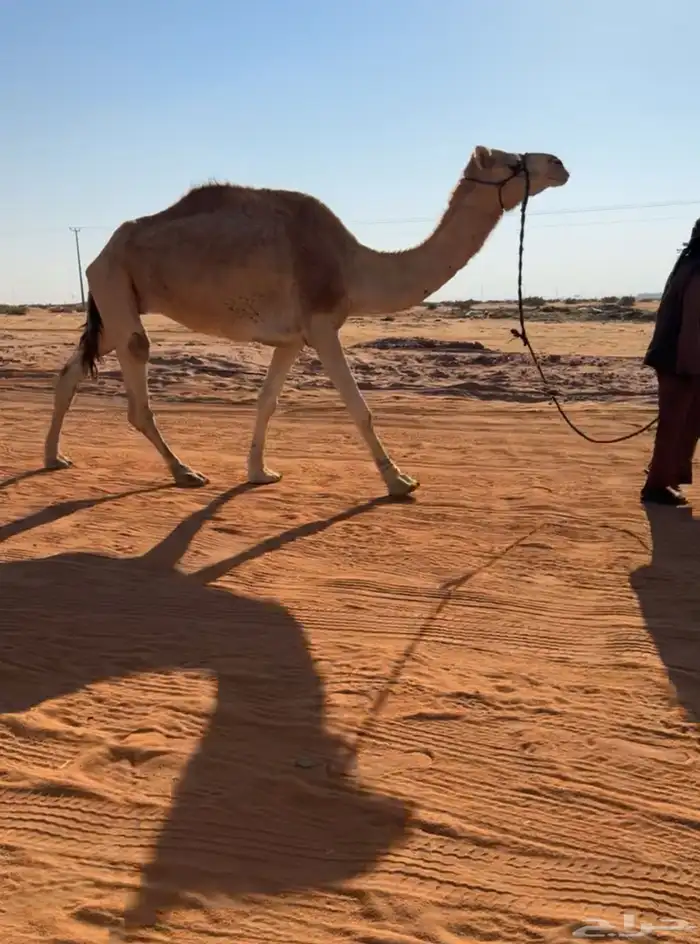 رحول ابل طوووع 0