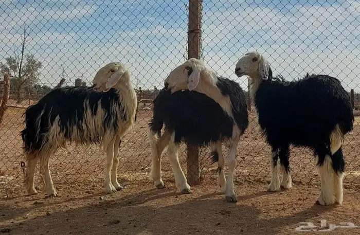 مضاريع ثنيه ورباع وسدس 0