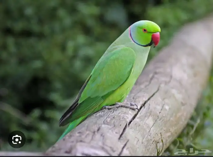 اللي ضايع منه يكلمني واتساب طبعا  اللي بالصوره مثال فقط 0